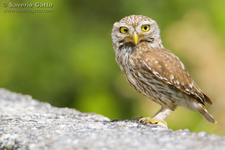 Little Owl