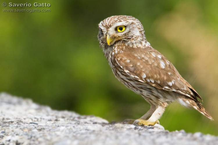 Little Owl