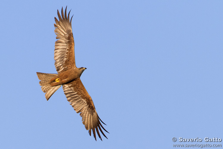 Black Kite