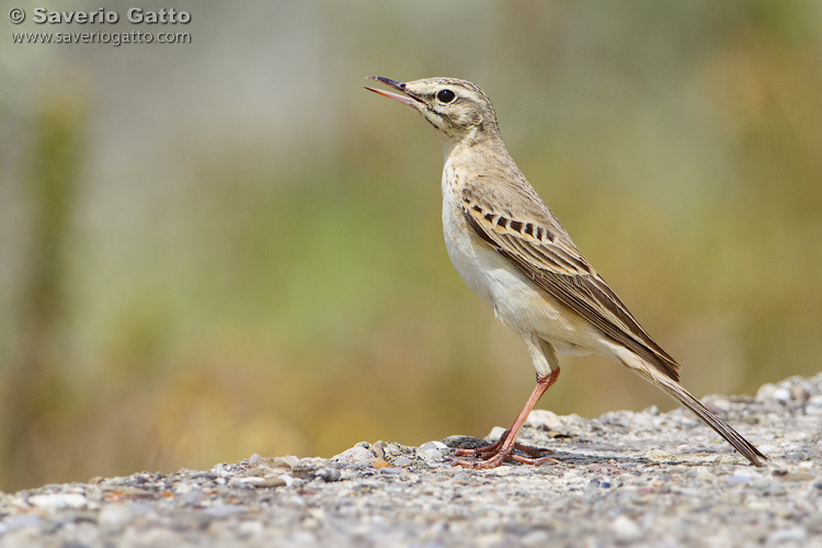 Tawny Pipit