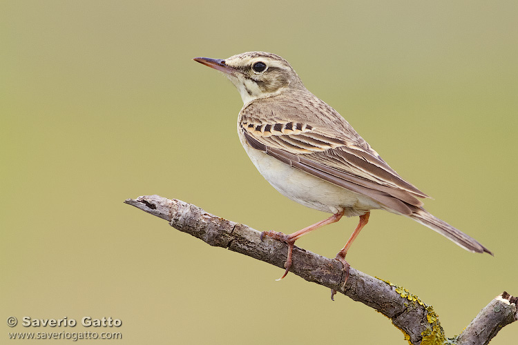 Tawny Pipit