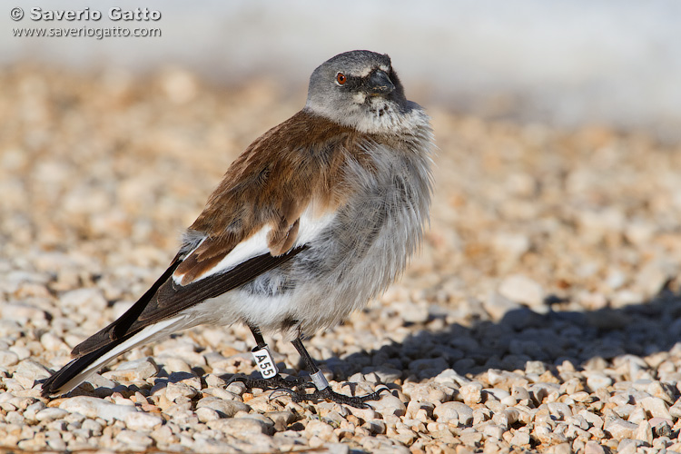 Snowfinch