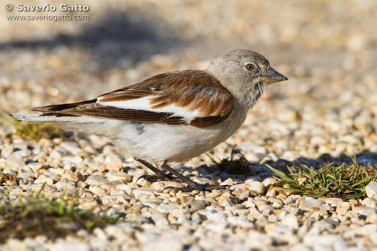 Snowfinch