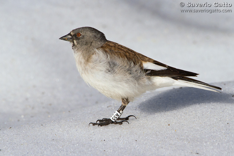 Snowfinch