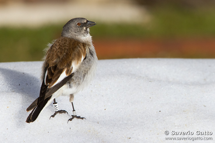 Snowfinch