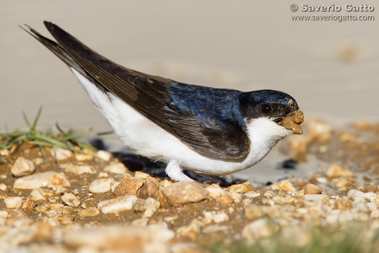 Common House Martin