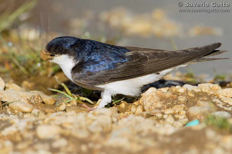 Common House Martin