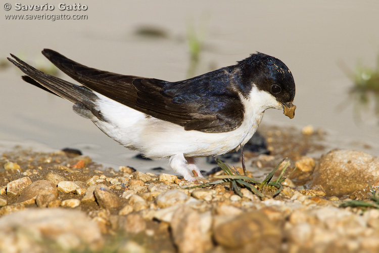 Common House Martin