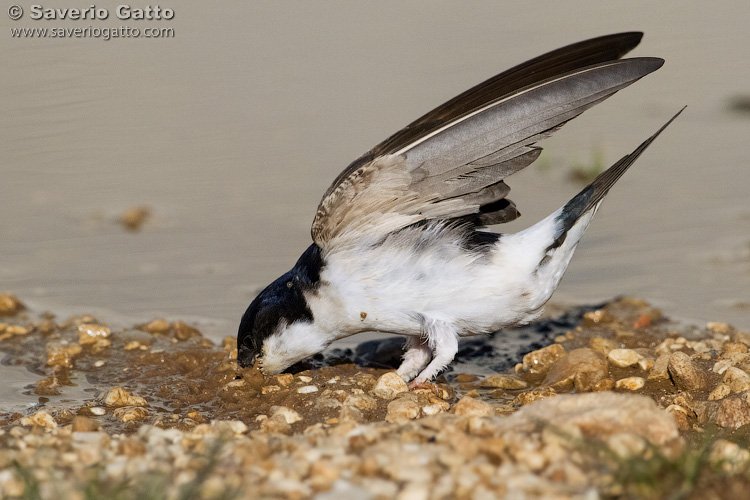 Common House Martin