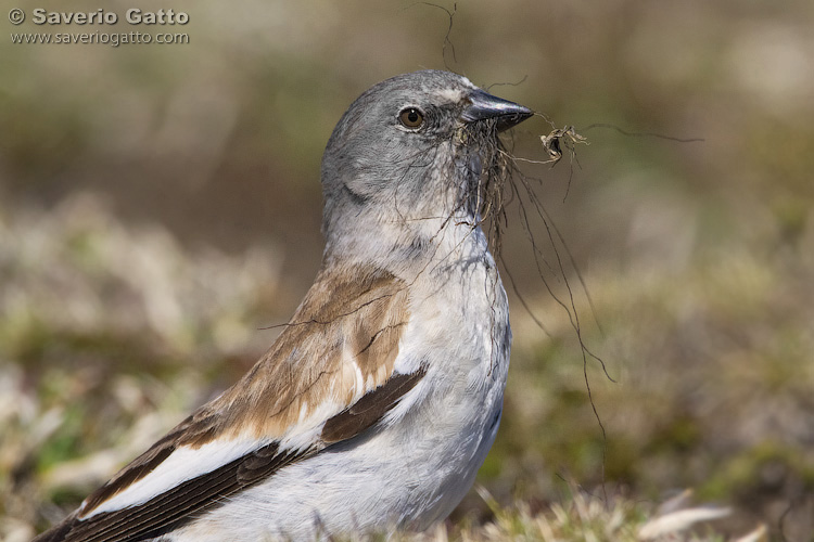 Snowfinch