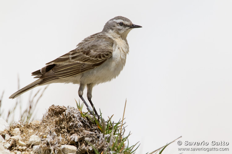 Water Pipit