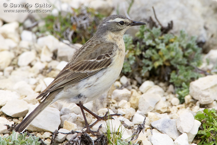 Water Pipit