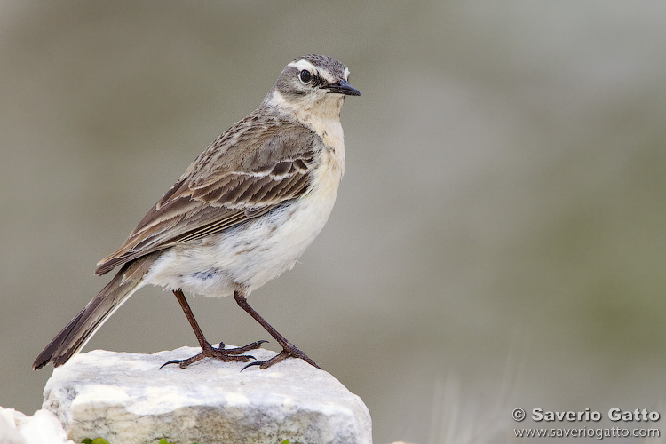 Water Pipit