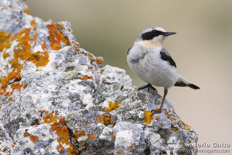 Northern Wheatear