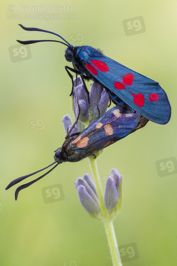 Six-spot Burnet 