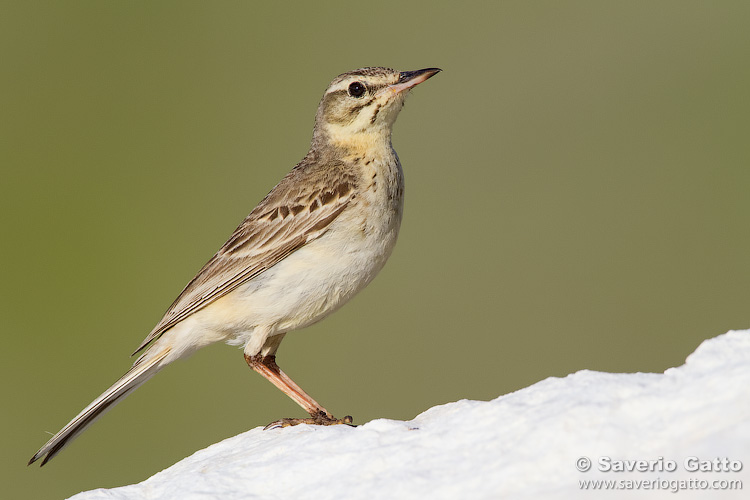 Tawny Pipit