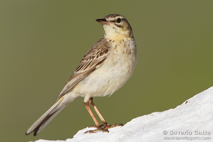 Tawny Pipit