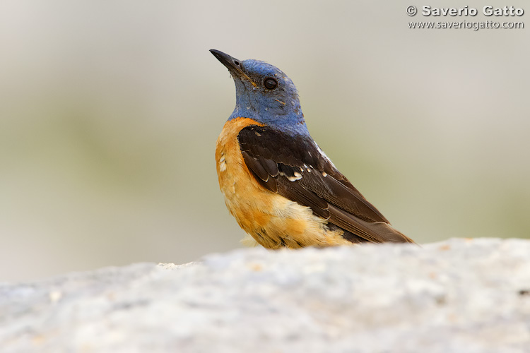 Common Rock Thrush