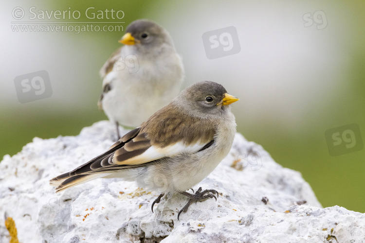 Snowfinch