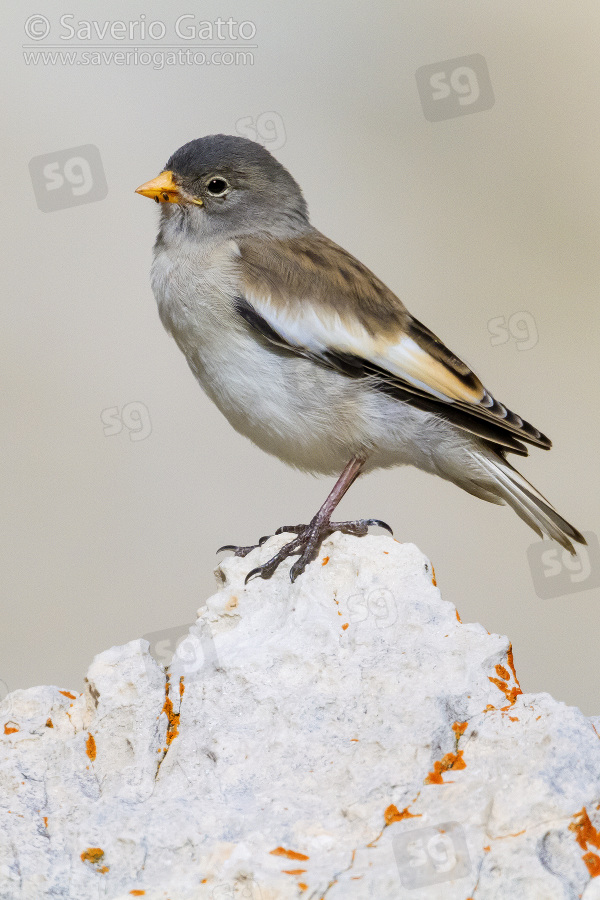 Snowfinch