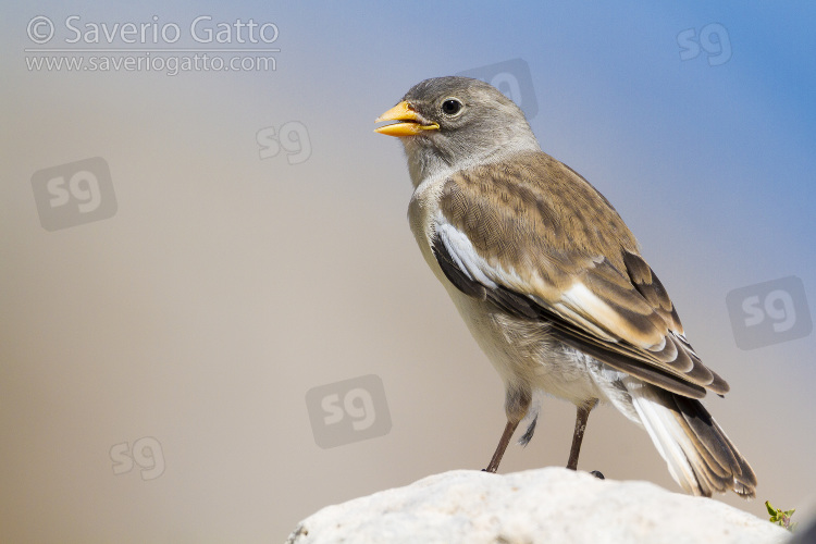 Snowfinch