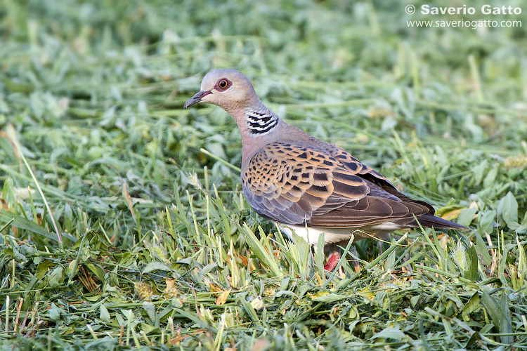 European Turtle Dove