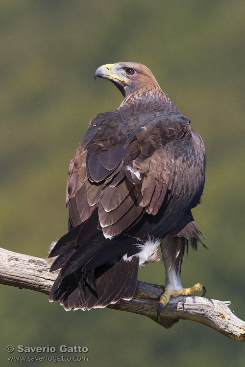 Golden Eagle