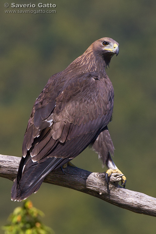 Golden Eagle