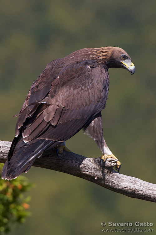 Golden Eagle