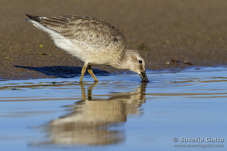 Red Knot