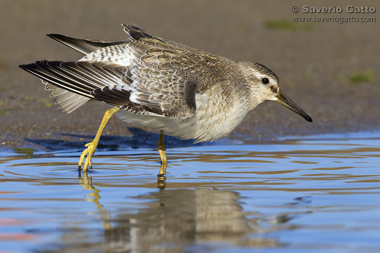 Red Knot