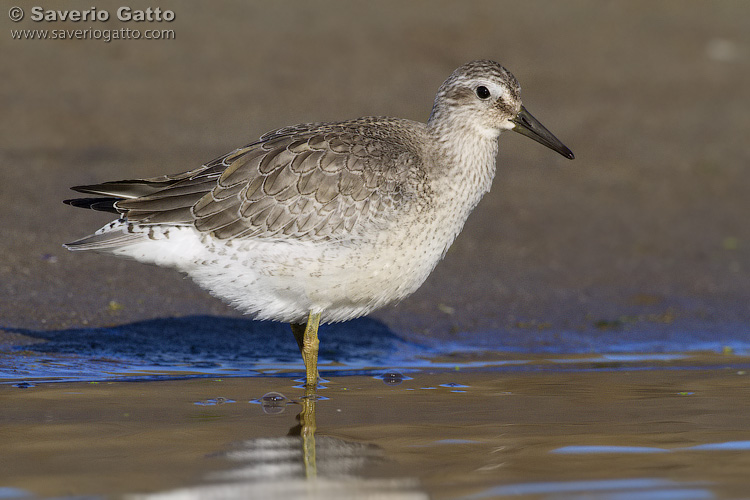 Red Knot