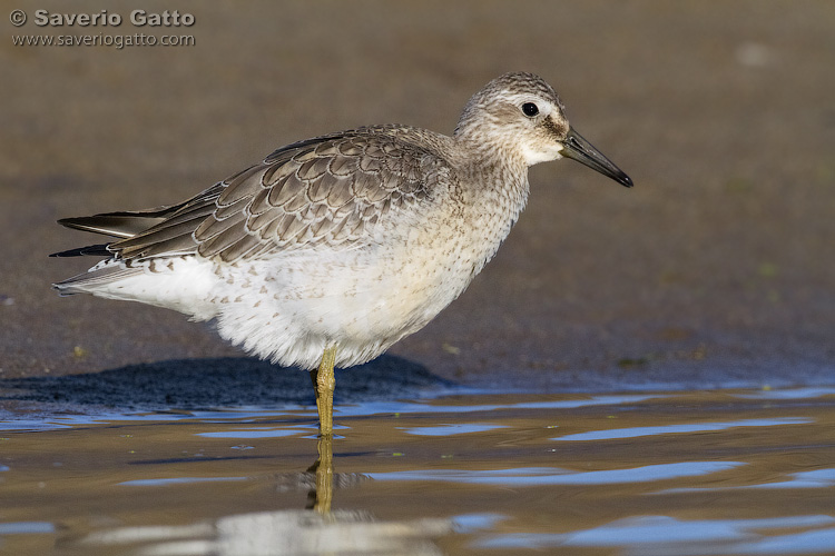 Red Knot