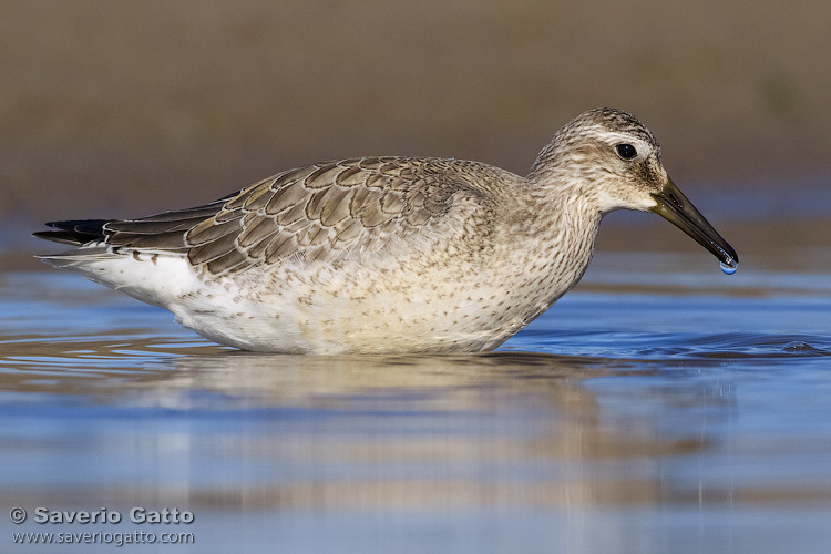 Red Knot