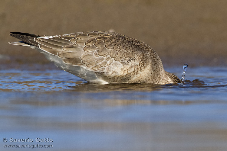 Red Knot