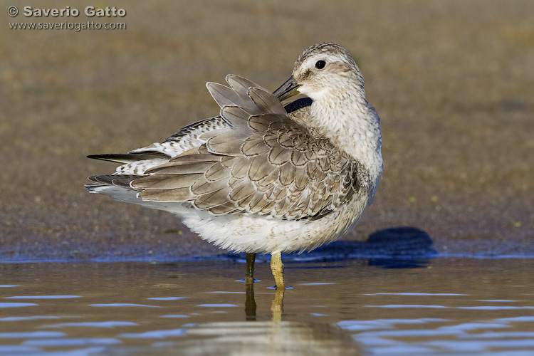 Red Knot