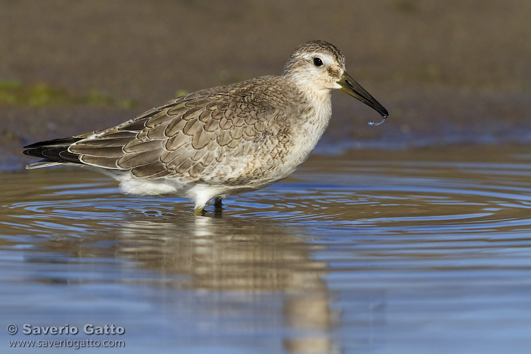 Red Knot