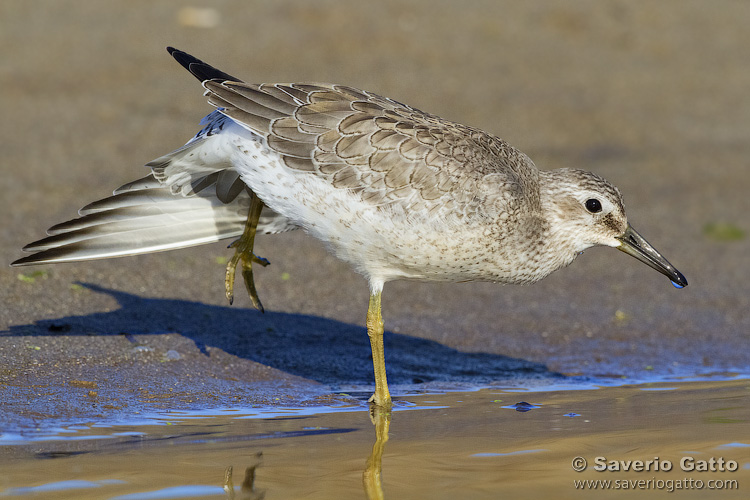 Red Knot