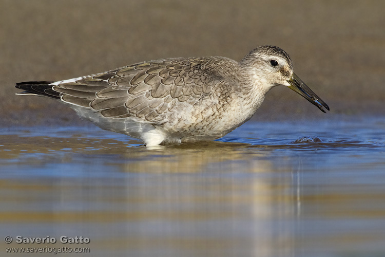 Red Knot