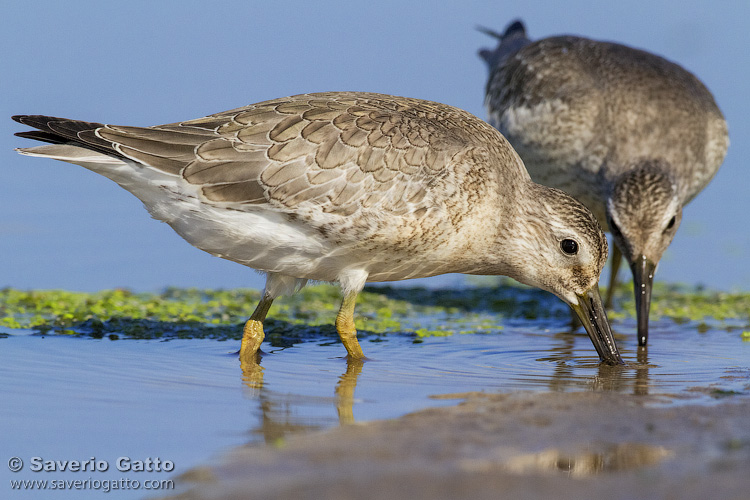 Red Knot