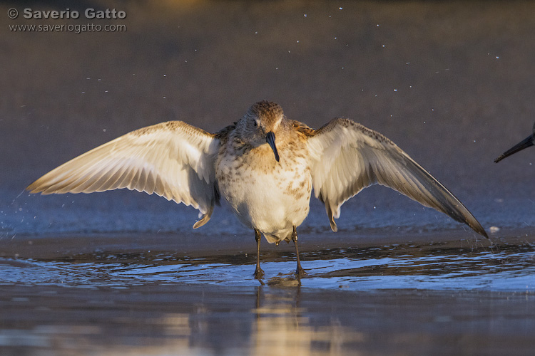 Dunlin