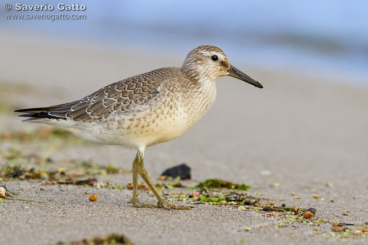 Red Knot