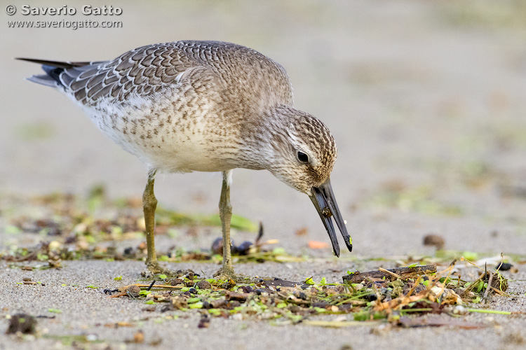 Red Knot