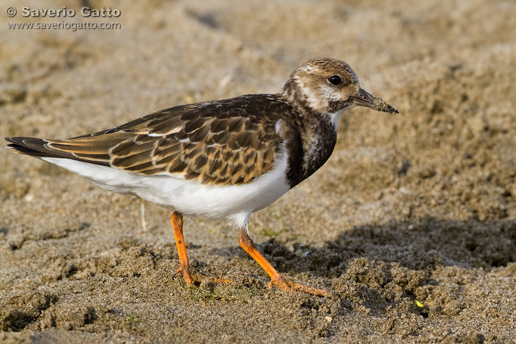 Ruddy Turnstone