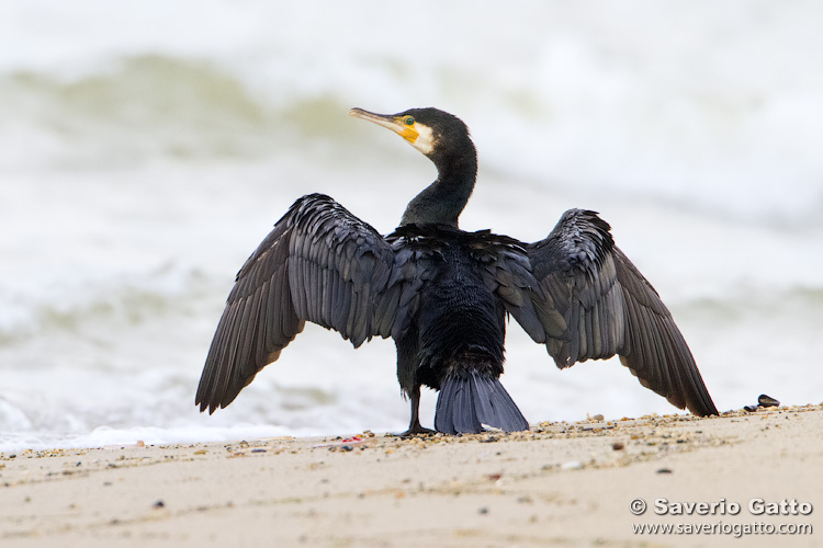 Great Cormorant