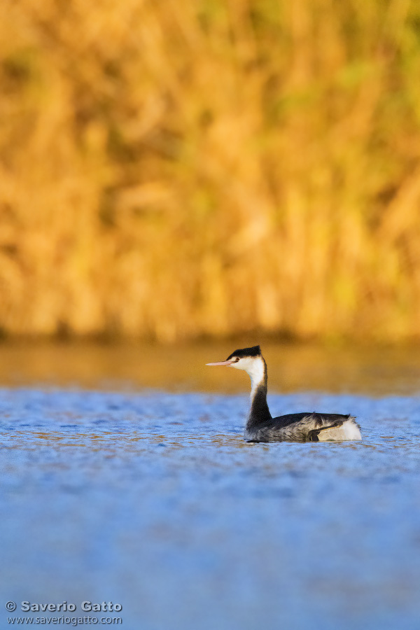 Great Crested Grebe