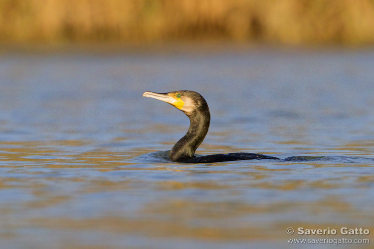 Great Cormorant