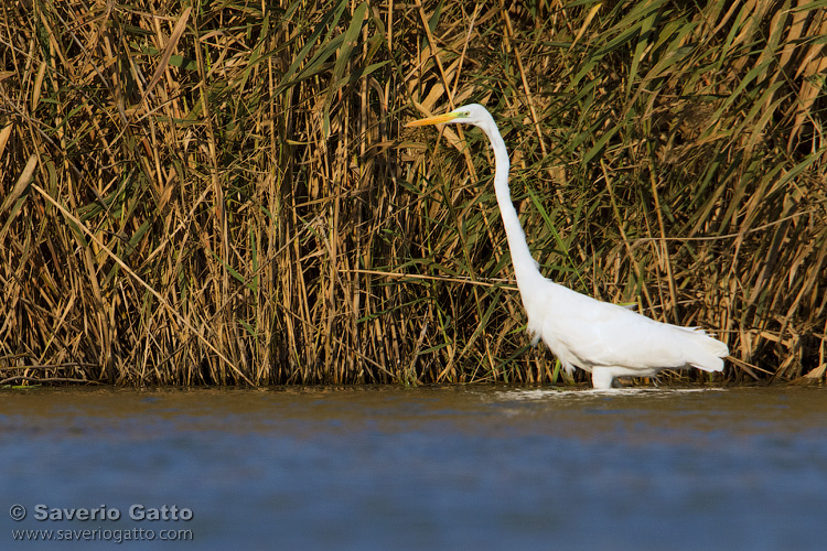 Great Egret