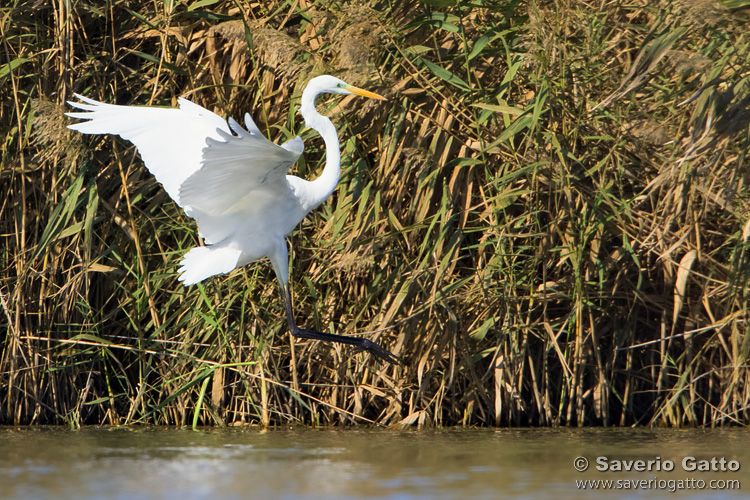 Great Egret