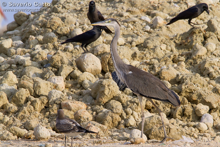 Grey Heron